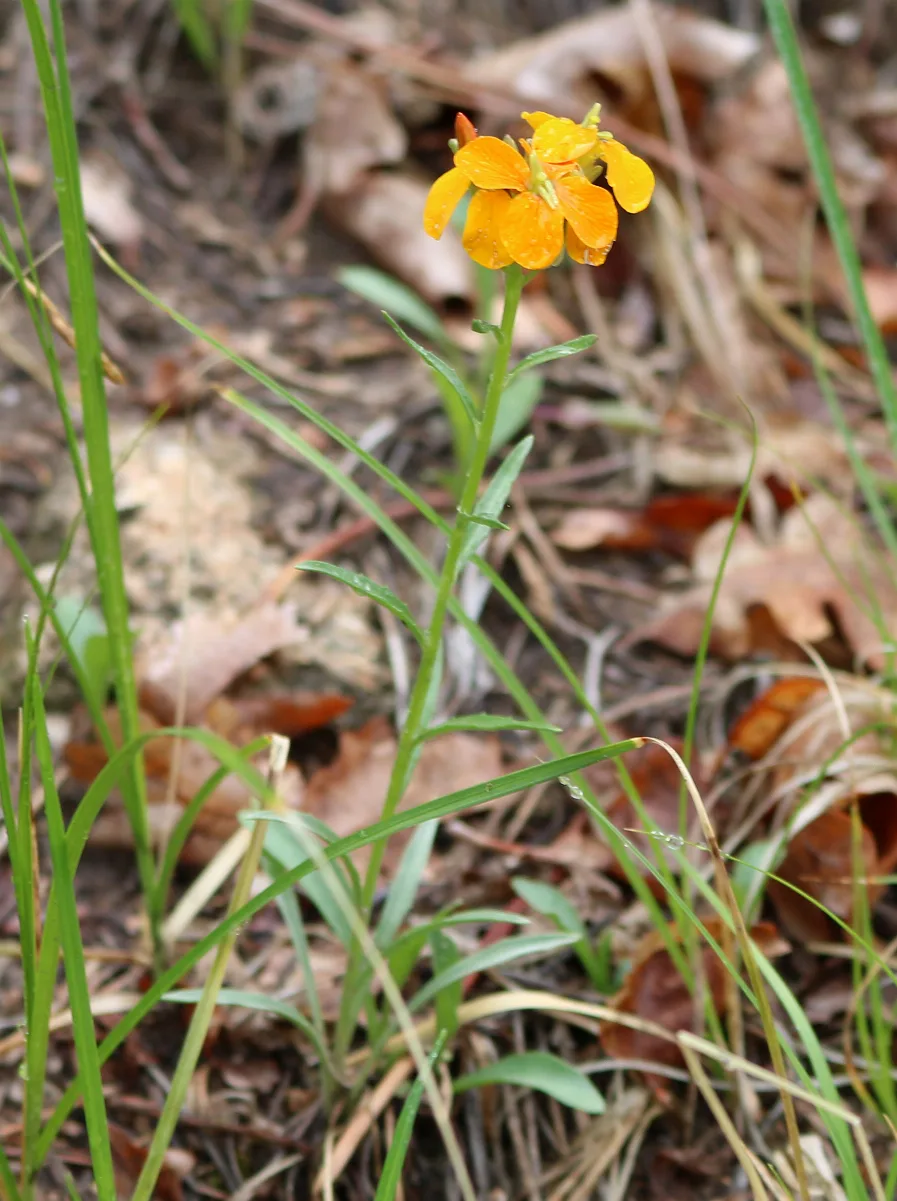 Erysimum Asperum In Colorado