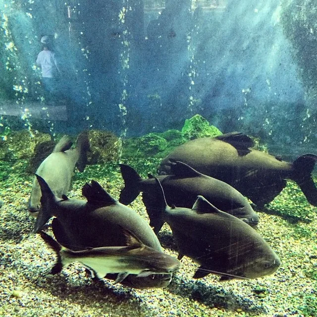 Fish Zoo Istanbul Turkey Tourism (14343972681)