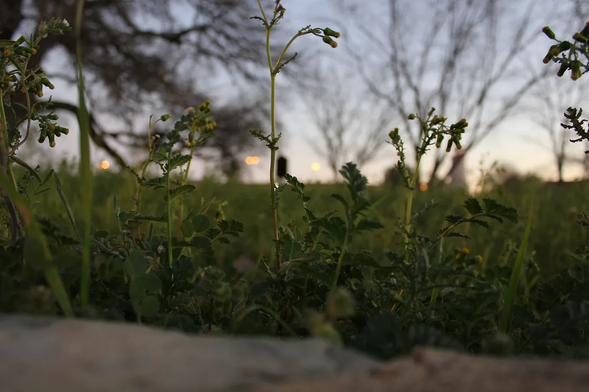Focused (6855133262)