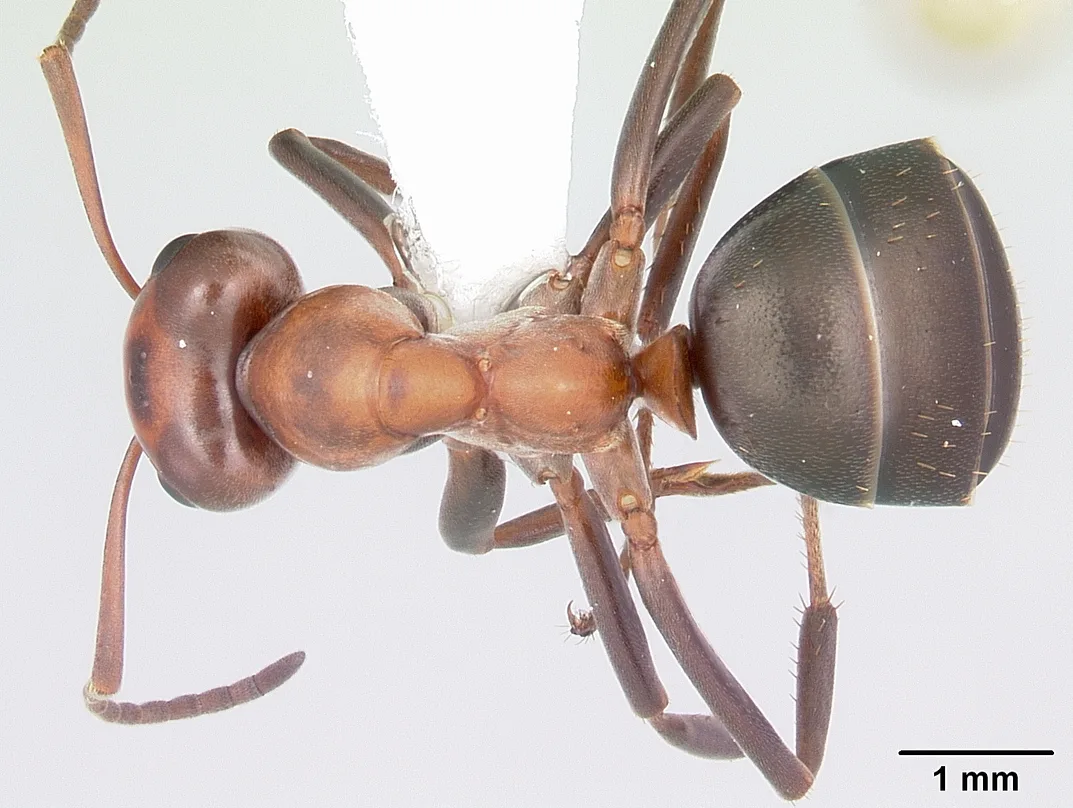 Formica Exsectoides Casent0104768 Dorsal 1