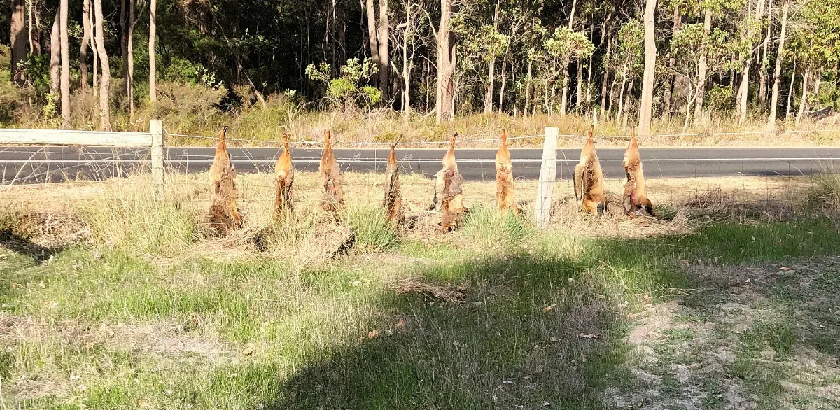Foxes Are Not Welcome In Carbunup