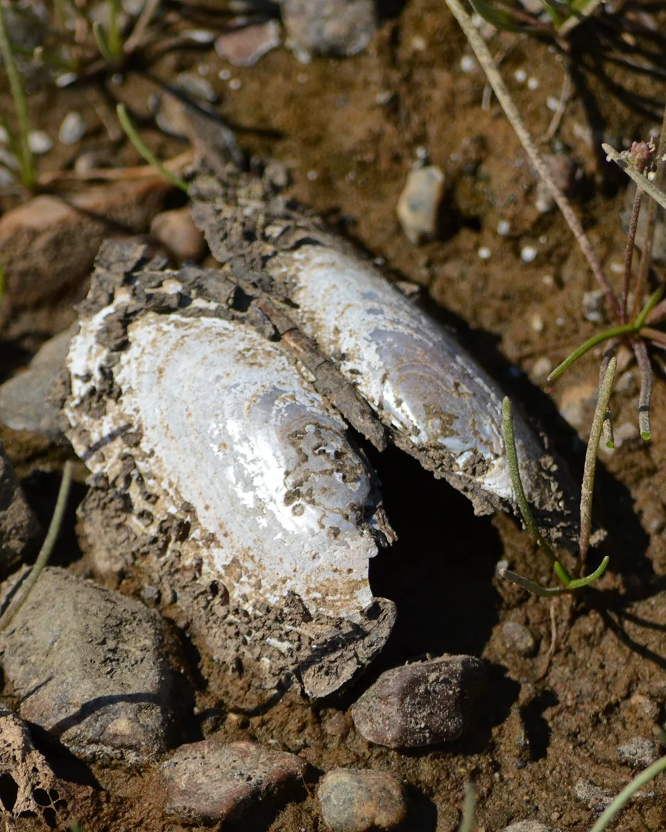 Freshwater Pearl Mussel (Margaritifera Margaritifera) Springdale, Newfoundland 2019 08 16