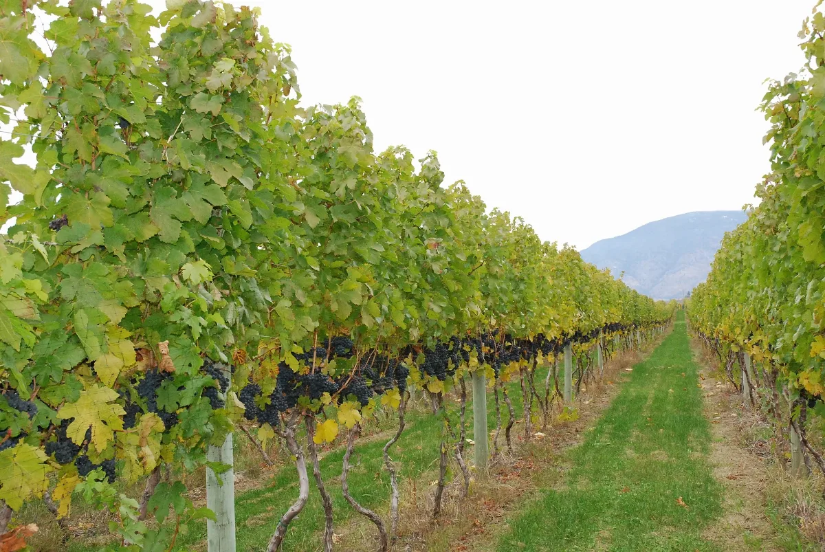 Grapes Panoramio Jack Borno