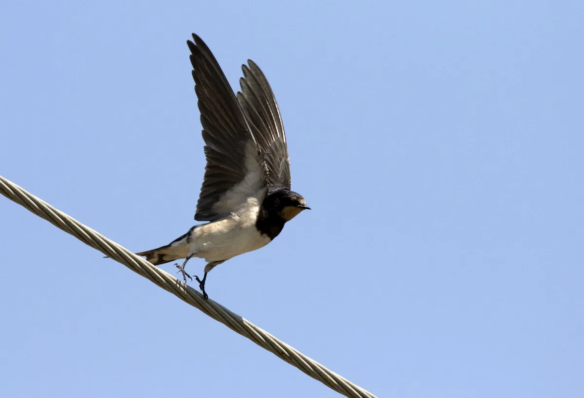 Hirundo Rustica Barn Swallow 17