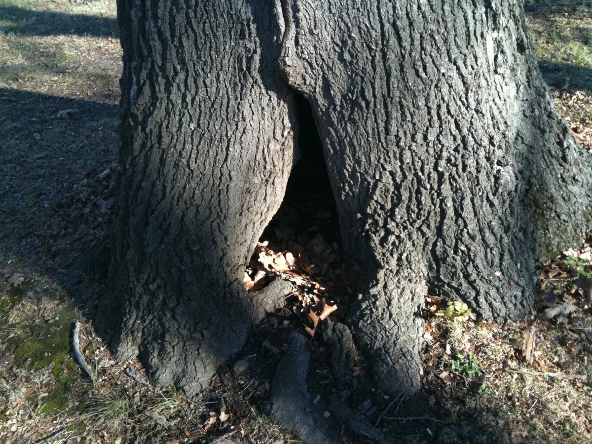 Hollow Tree