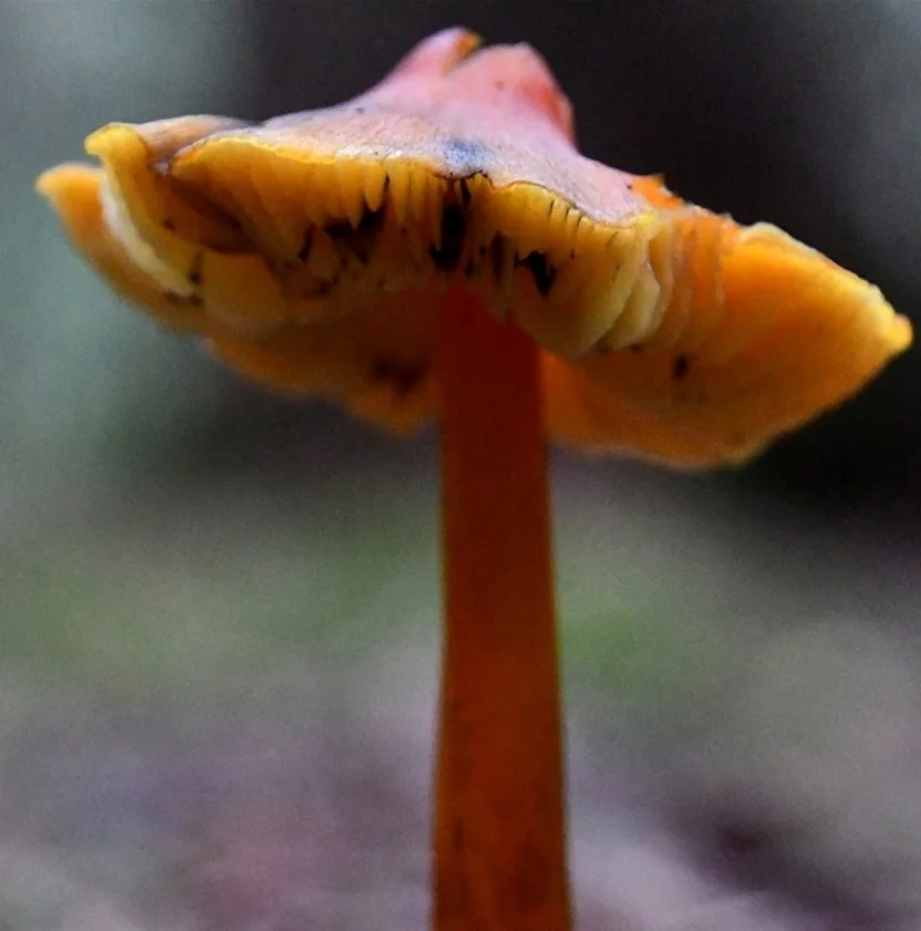 Hygrocybe Conica 93066501