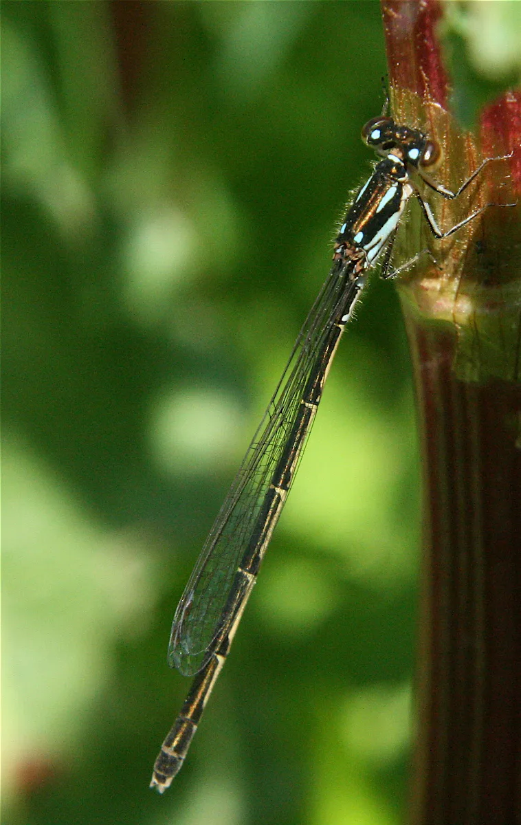 Ischnura Posita
