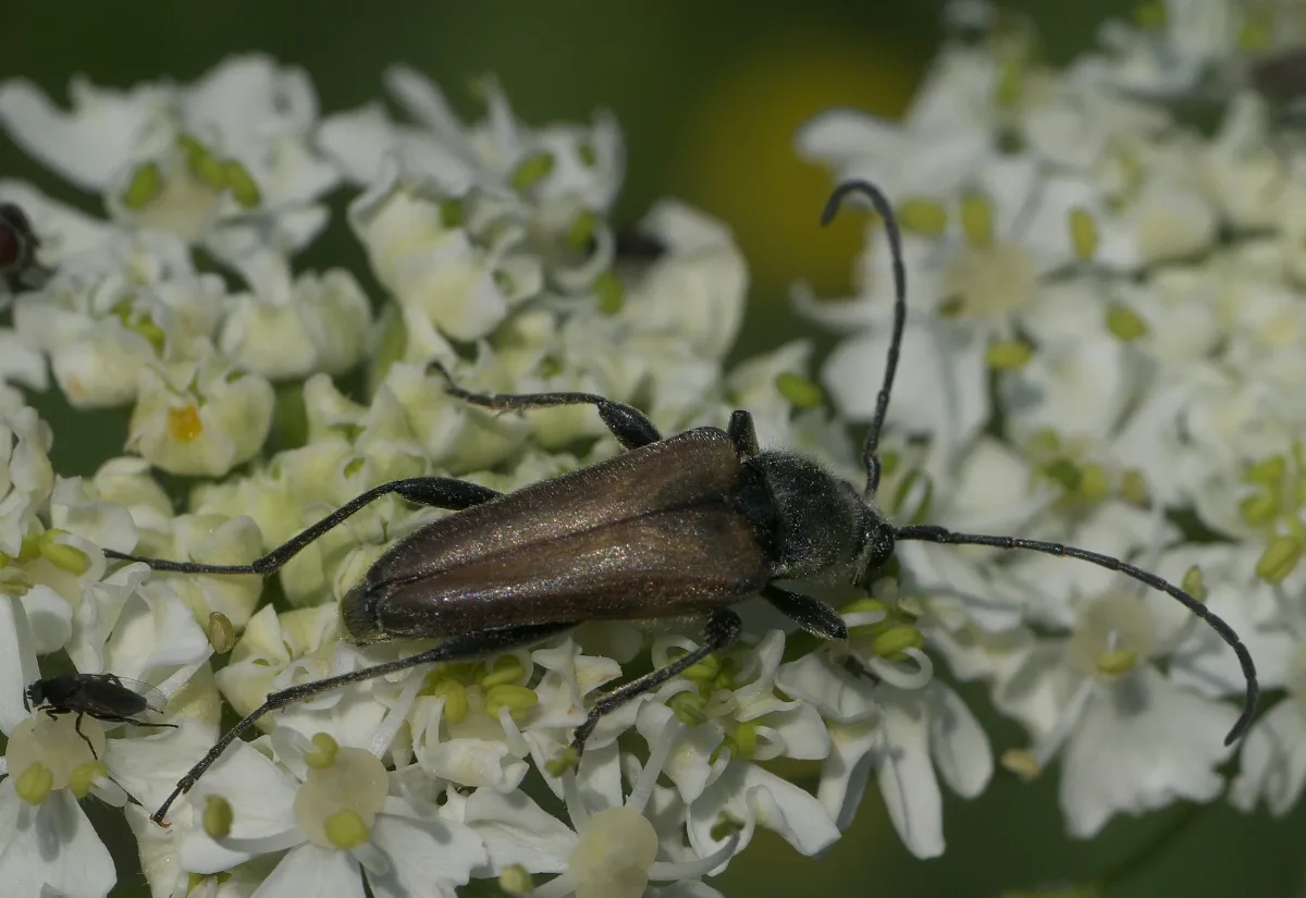 Lepturobosca Chrysocoma P1250798A