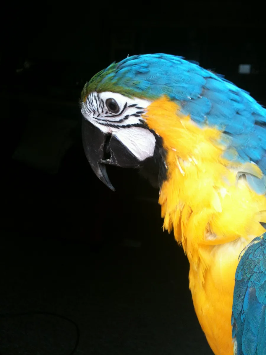 Lucy 'Lulu' Blue & Gold Macaw