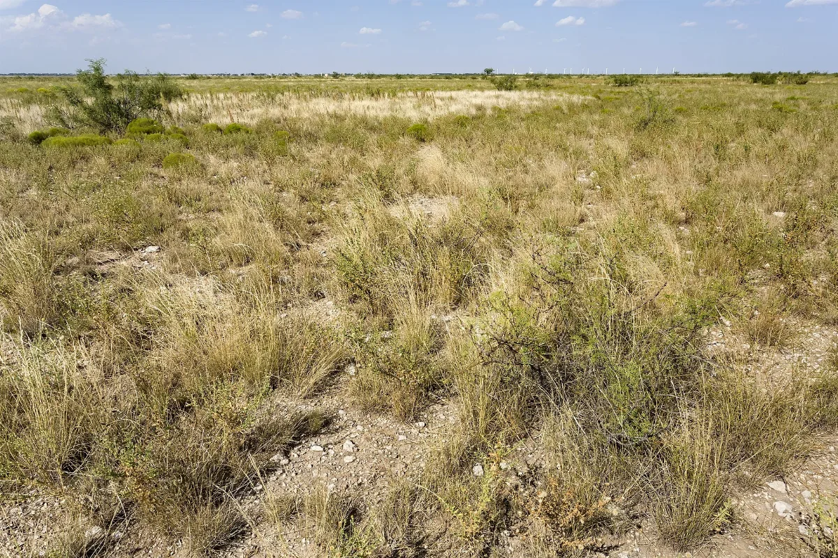Near Lovington Flickr Aspidoscelis