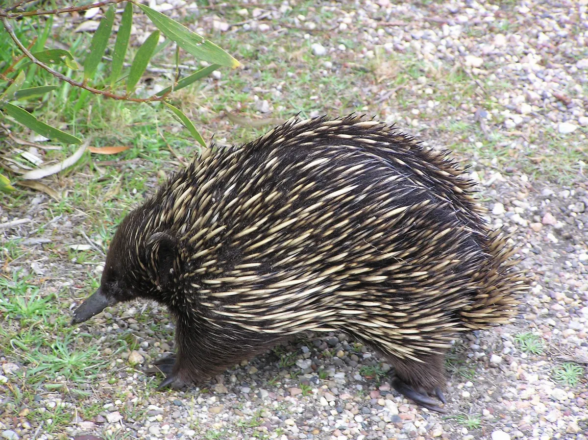 Porcupine Panoramio