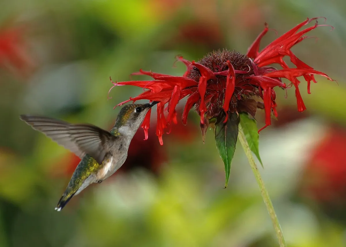 Rubythroatedhummingbird(Crop)