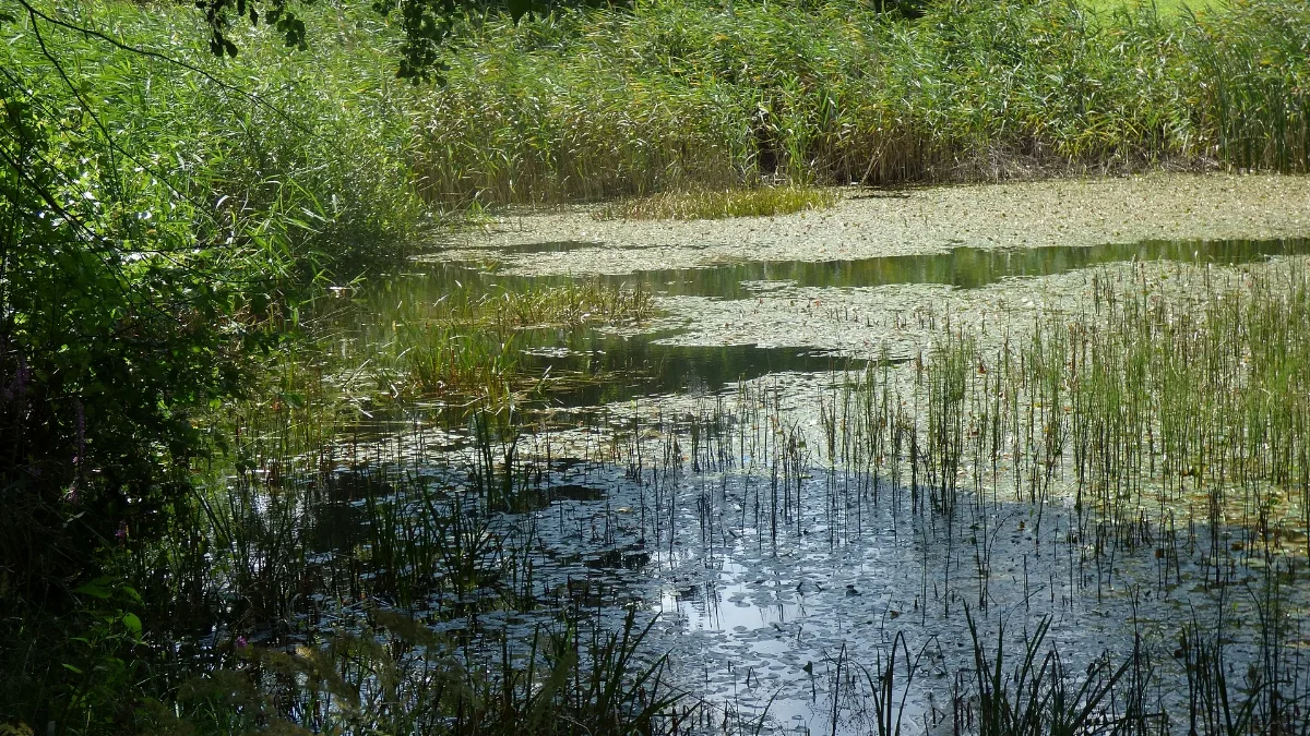 Rybníky U Dolní Poustevny Panoramio Jiří Bernard (9)
