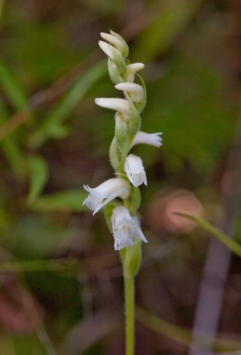 Spiranthes Cernua Inat 10297401