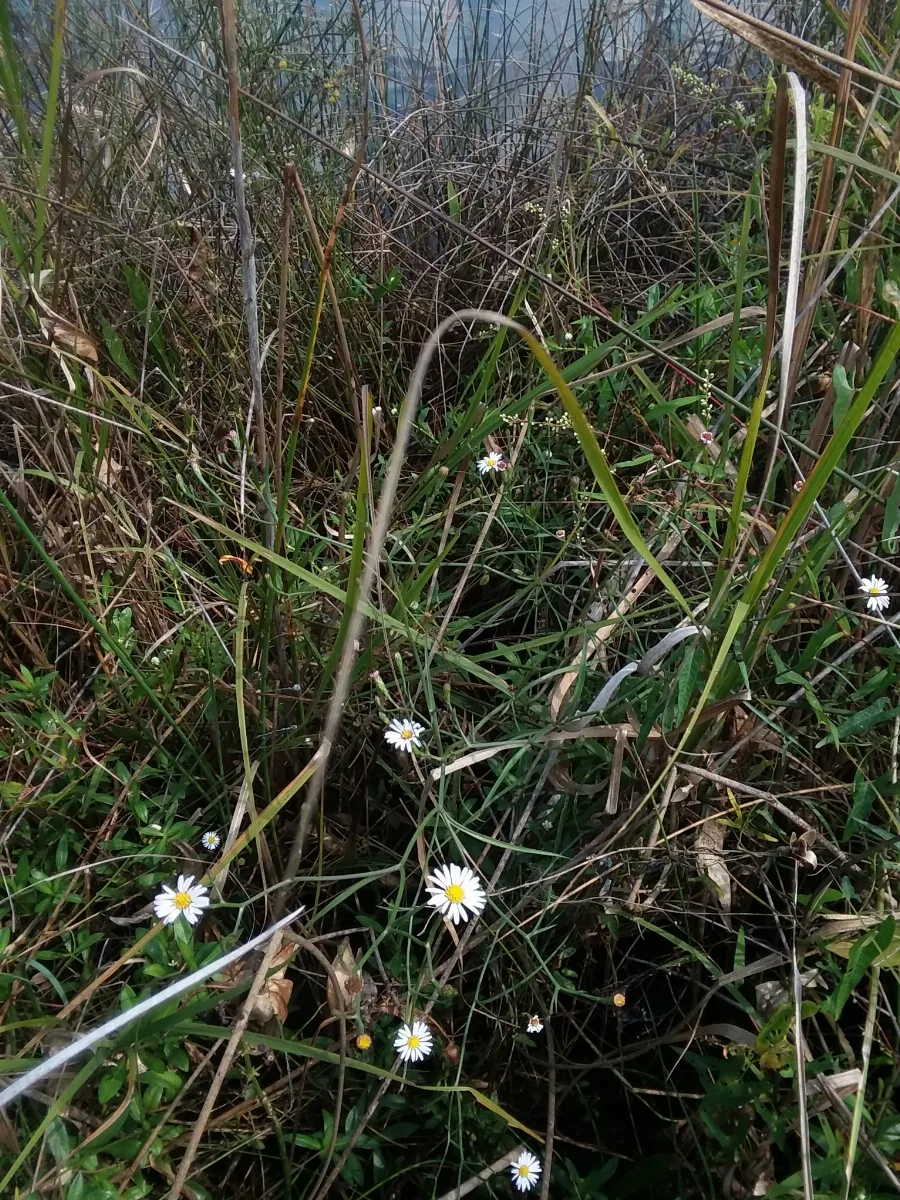 Symphyotrichum Tenuifolium 53287706