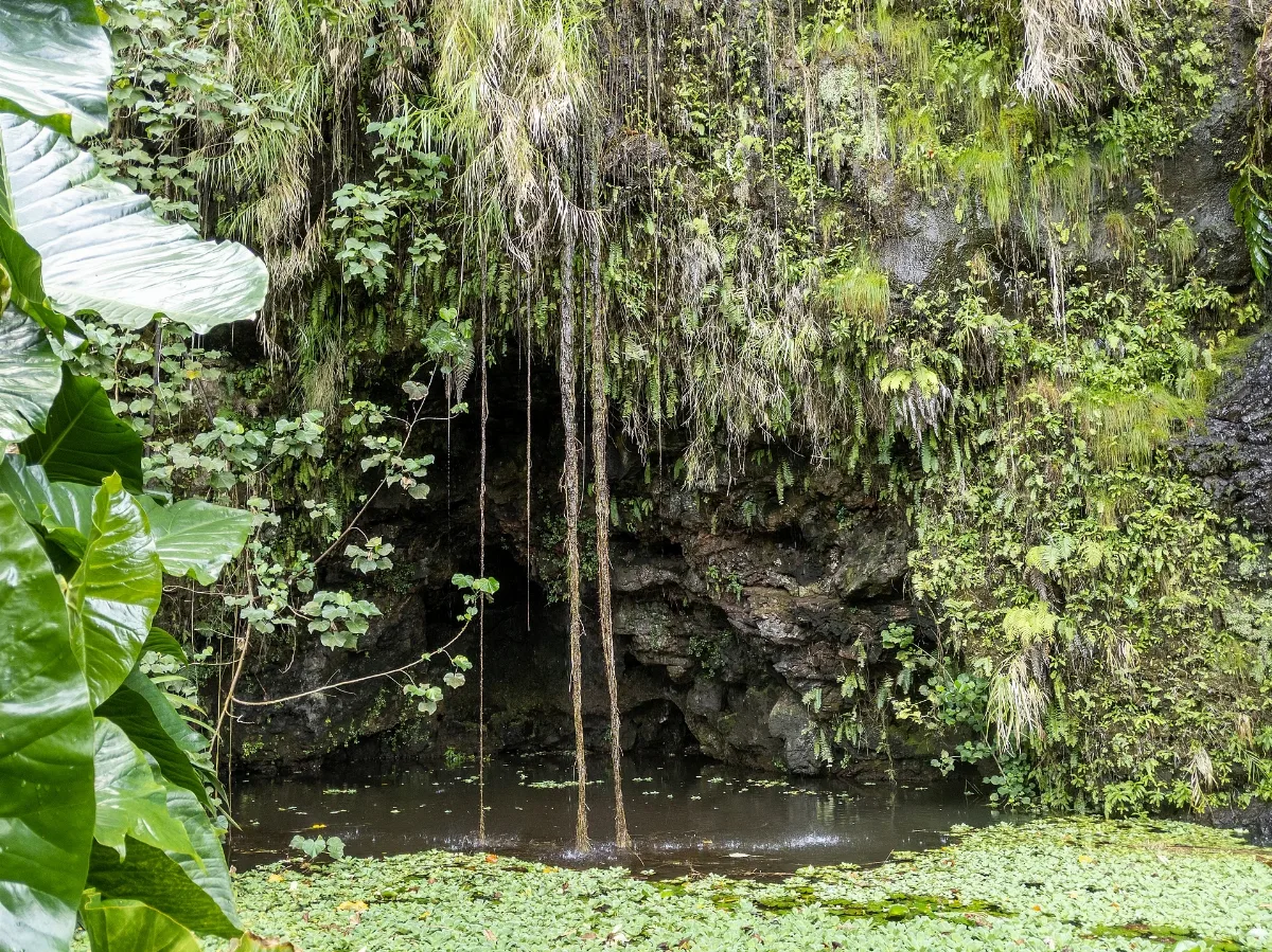 Tahiti, French Polynesia Water Gardens Vaipahi (48047560068)
