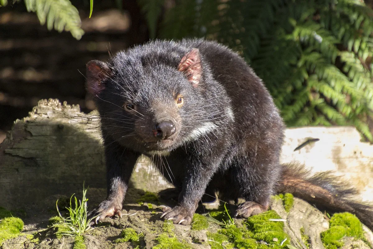 Tasmanian Devil (35583182132)