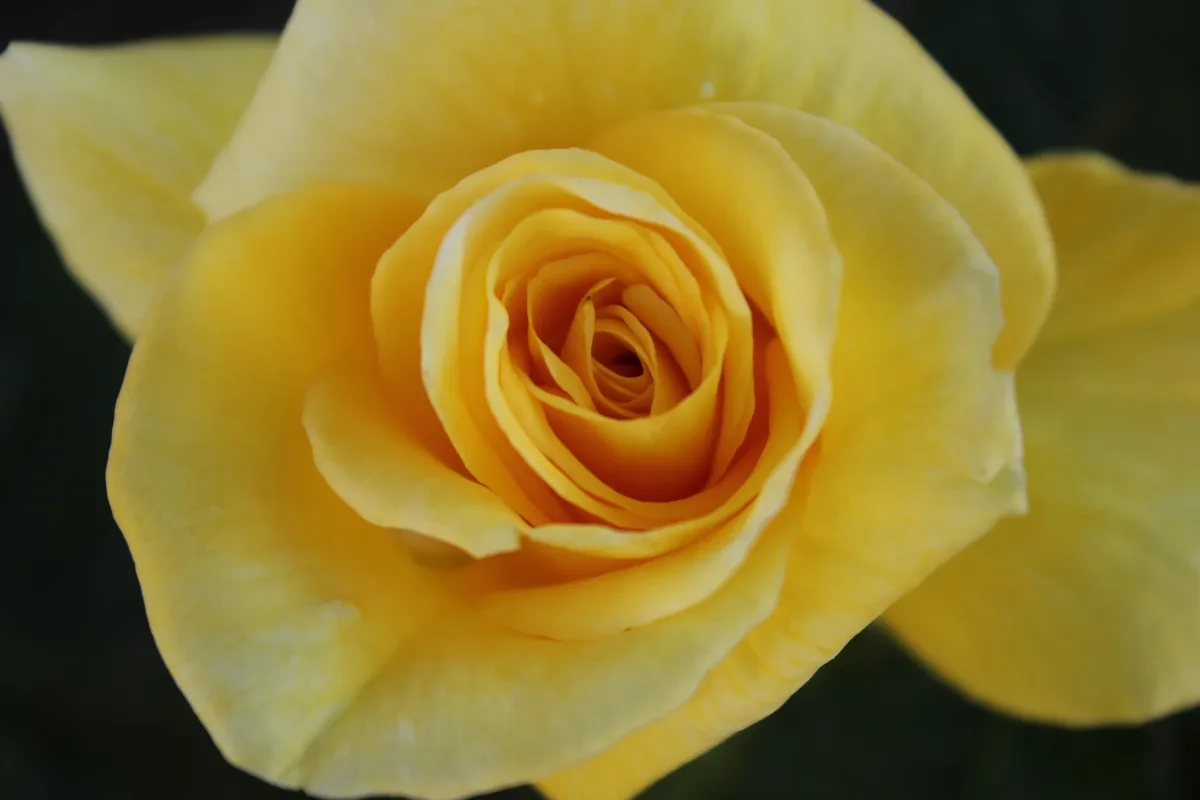 The Rose (66943609)