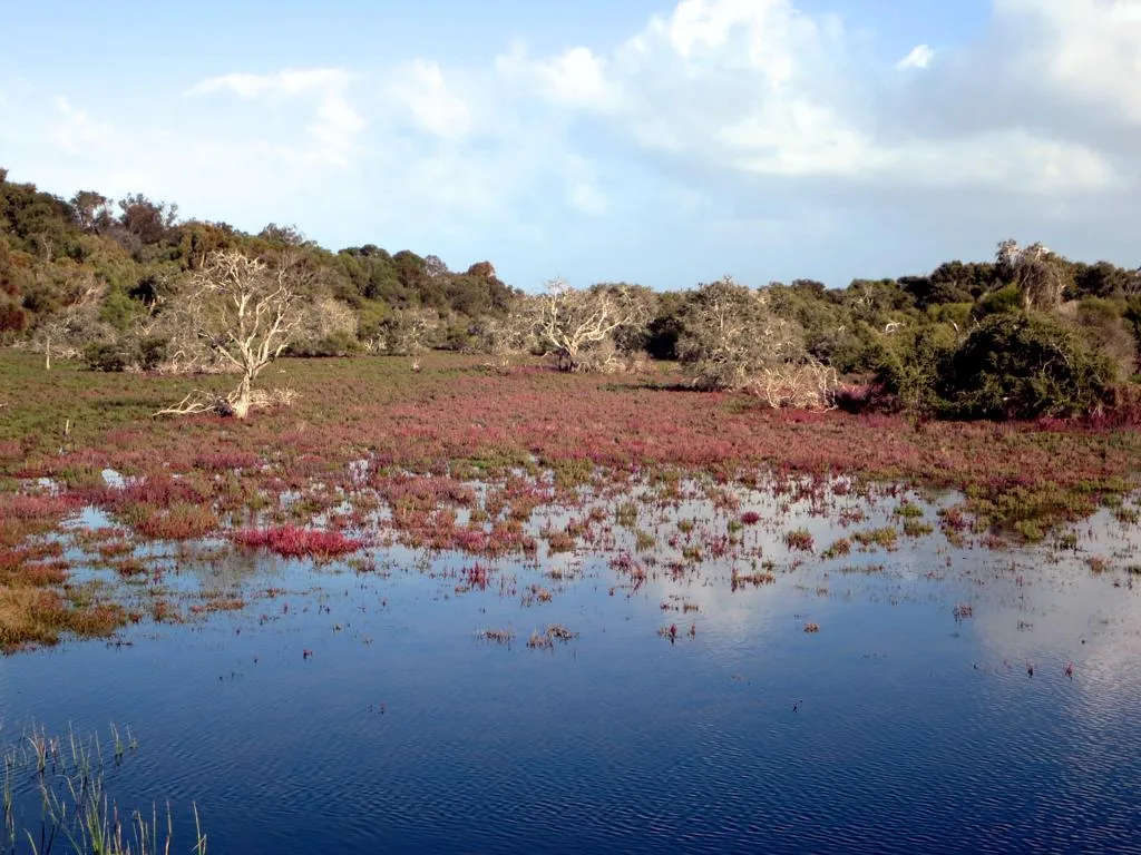Vasse Wonnerup Estuary (23607973946)